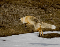 Red Fox Hunting - Yellowstone NP