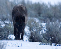 Black Wolf - Canyon Pack, Yellowstone NP