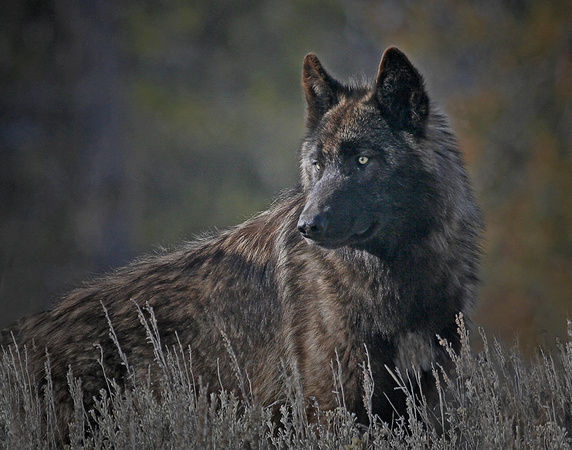 Black Wolf - Druid Peak Pack