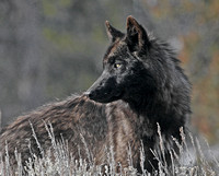Black Wolf - Druid Peak Pack, Yellowstone NP