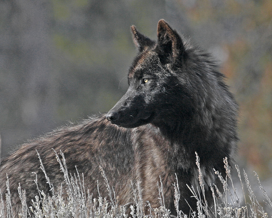 Black Wolf - Druid Peak Pack, Yellowstone NP