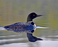Loons and Ducks