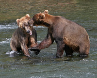 Alaskan Brown Bears - Katmai NP