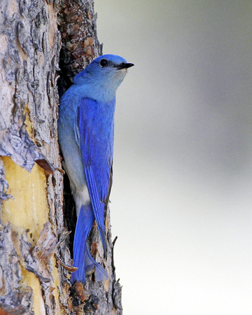 Mountain Blue Bird