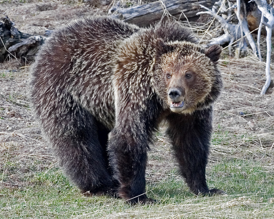 Grizzly - Yellowstone NP