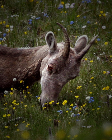 Bighorn Sheep - Mt. Washburn
