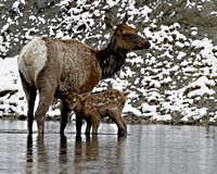 Elk Cow and Calf - Yellowstone River
