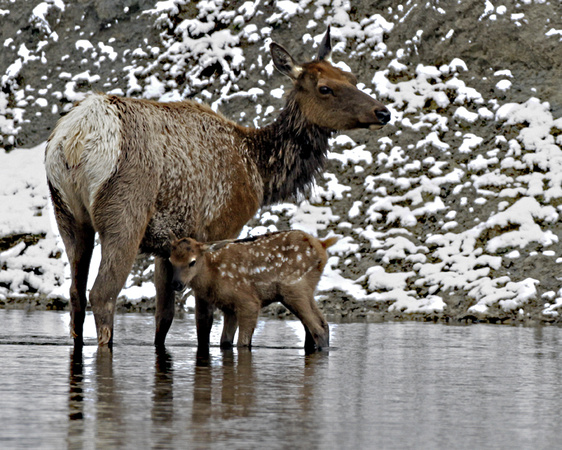 Elk Cow and Calf - Yellowstone River