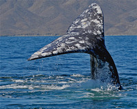 Gray Whale - Magdalena Bay, Mexico