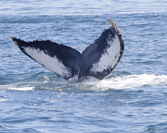 The Humpback Whales of Stellwagon Bank