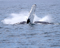 The Humpback Whales of Stellwagon Bank