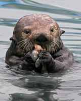 Sea Otter - Valdez, Alaska