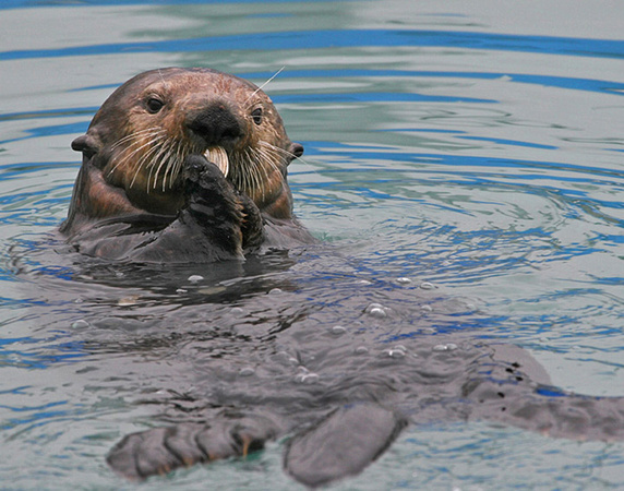 Sea Otter - Valdez, Alaska