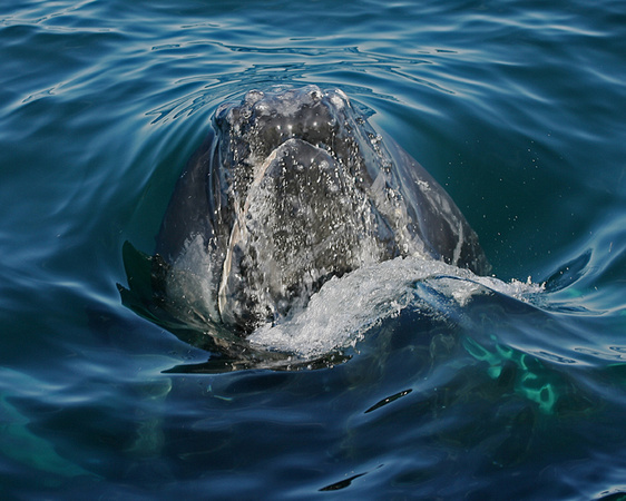 Humpback Whale - Kenai Fjords NP