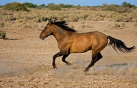 Gila River Stallion