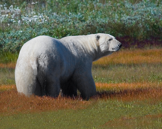 Polar Bear - Cape Tatnum, Manitoba