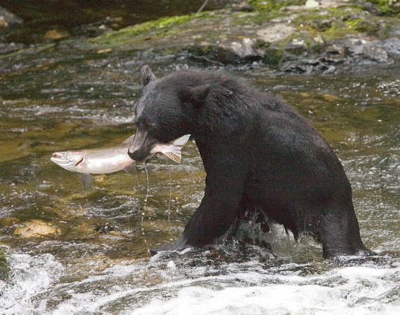 Great Bear Rainforest