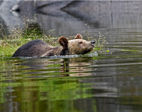 Grizzly - Great Bear Rain Forest, BC