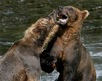 Alaskan Brown Bears - Katmai NP