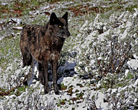 Black Wolf - Canyon Pack