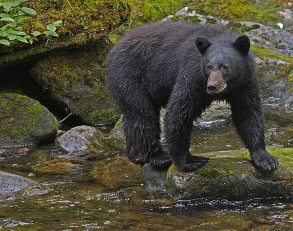 Black Bear - Great Bear Rainforest, BC