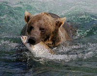 Alaskan Brown Bear - Katmai NP