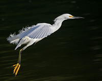 Snowy Egret - Pt. Reyes National Seashore, Ca