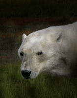 Hudson Bay Polar Bear