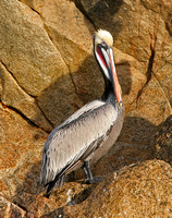 Pelican - Sea of Cortez, Mexico
