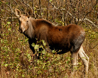 Moose Calf - Baxter SP, Me