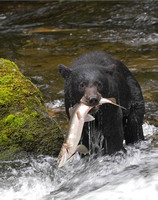 Black Bear with Chum Salmon - Great Bear Rainforest, BC