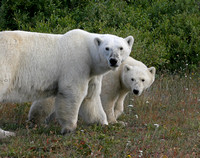 Polar Bear Sow and Cub - Cape Tatnum, Manitoba